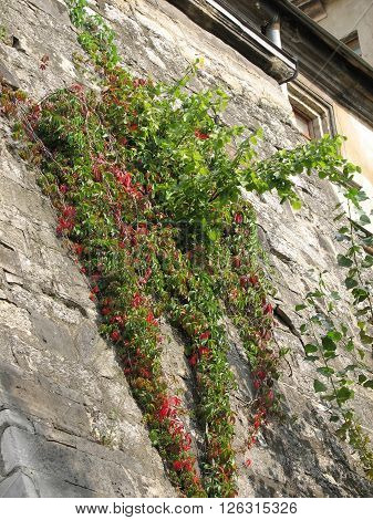 Wall Of The Old City. Lviv