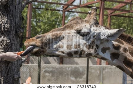 Feeding giraffe sweet carrots . Apri l, 2016