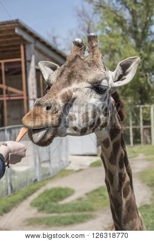 Feeding giraffe sweet carrots . Apri l, 2016
