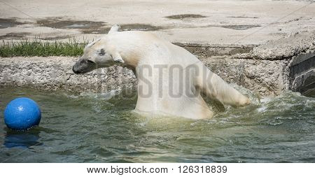 Happy polar bear swims . Apri l, 2016