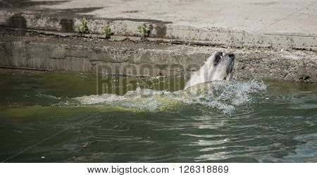 Happy polar bear swims . Apri l, 2016
