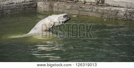 Happy polar bear swims . Apri l, 2016
