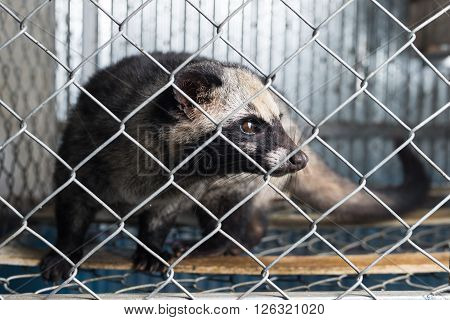 Coffee series : Asian palm civet in cage