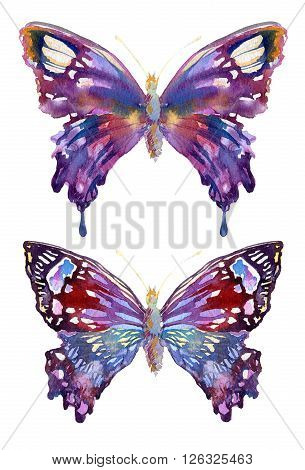 Watercolor beautiful butterflies design. Butterfly isolated on white background. Hand painted with watercolor.