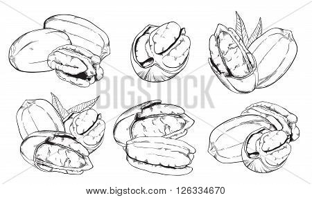 Pecan on white background. Pecan seeds. Engraved raster illustration of leaves and nuts of peacan. Isolated pecan. Raster illustration.