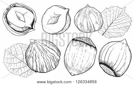 Hazelnut isolated. Hazelnut on white background. Hazelnut composition for design packaging. Half hazelnut. Closeup hazelnut seed. Hazelnut nutshell. Hazelnut kernel. Nuts snack. Vegetarian food. Nuts.
