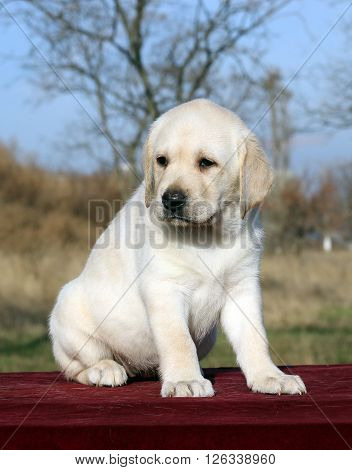 Yellow Happy Labrador Puppy On Red Portrait