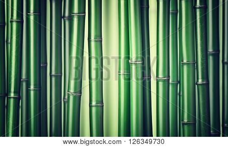 closeup of chinese green bamboo