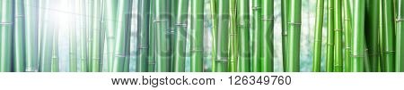 closeup of chinese green bamboo