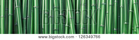 closeup of chinese green bamboo