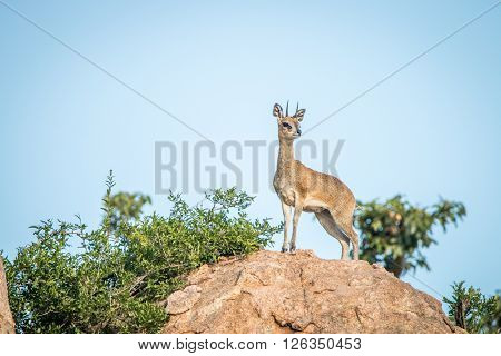 Klipsrpinger On The Rocks In The Kruger National Park.