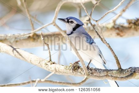 Blue Jay (Cyanocitta cristata) in early springtime, perched on a branch, observing and surveying his domain.