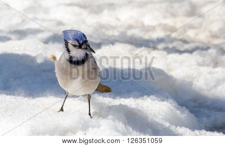 Springtime Blue Jay (Cyanocitta cristata) on melting corn snow,  attracted by offerings of peanuts, a favorite treat.