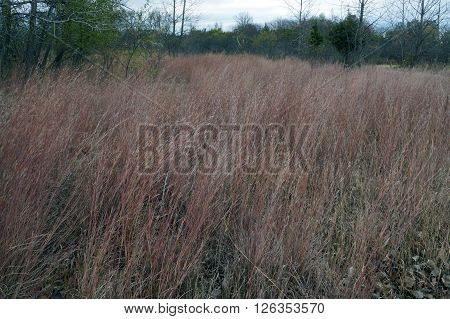 Schizachyrium scoparium, a North American native prairie grass, known as little bluestem or beard grass, in fall color Lake Renwick Heron Rookery Nature Preserve in Plainfield, Illinois.
** Note: Soft Focus at 100%, best at smaller sizes
