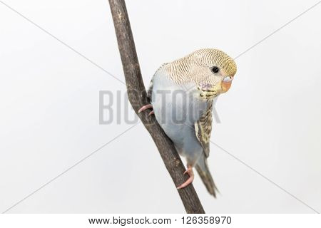 Little Cute Budgerigar