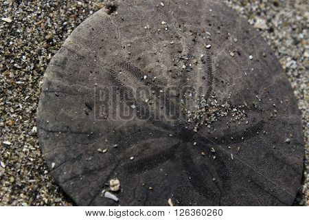 Closeup of a sand dollar in the sand.
** Note: Shallow depth of field