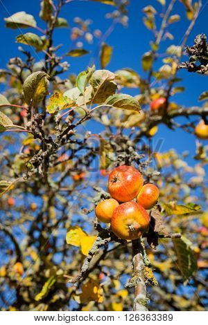 Cox Orange apples on the tree in the autumn sun
** Note: Shallow depth of field