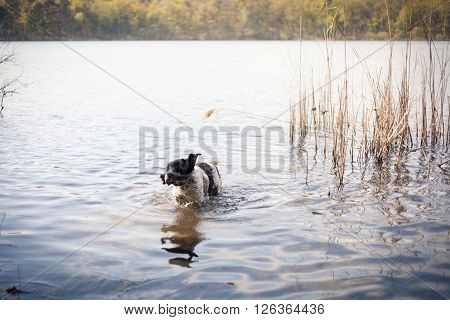 English Setter shaking off water in a lake