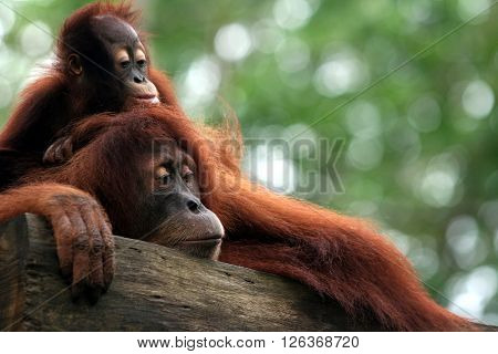 Baby orangutan and mom climbing and resting at tree in forests