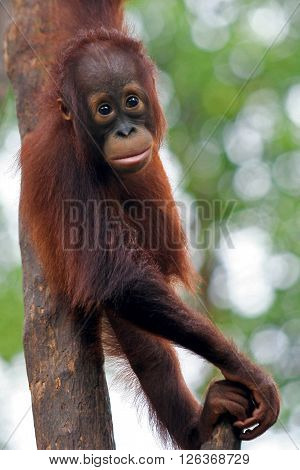 Little baby orangutan climbing and playing at tree in forest