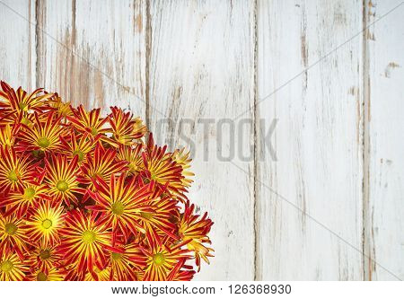 Bright red yellow Mum or Chrysanthemum flowers. Vintage wooden background with copy space.