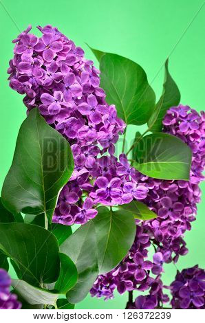 The Branches Of The Young, Blossoming Lilac Closeup