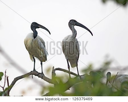 Black-headed Ibis in Siliguri, West Bengal, India