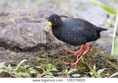 Black crake walking along the edge of a pond searching for insects
** Note: Shallow depth of field
