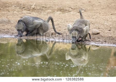 Thirsty baboon drink from a small green waterhole