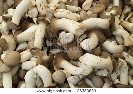 Fresh raw king oyster mushrooms full frame
