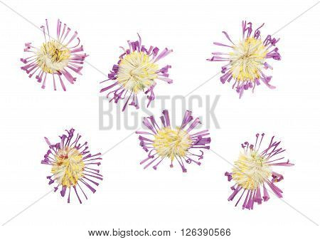 Pressed and dried delicate flower Symphyotrichum novi-belgii (New York aster Aster Alpinus). Isolated on white background.