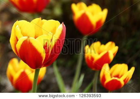 Flowering tulips - a sure sign of spring