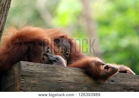 Monkey family resting at tree in zoo