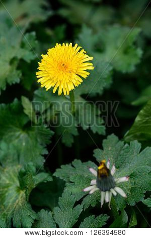 Yellow dandelion bloom in a garden bed of hardy geraniums