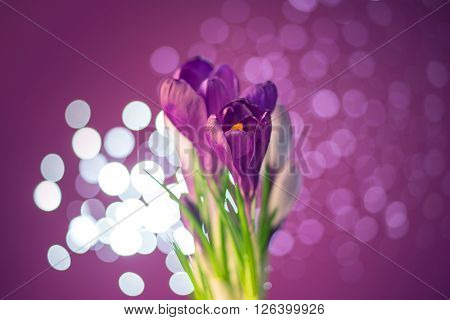 Beautiful purple crocus flowers on a purple background with bokeh