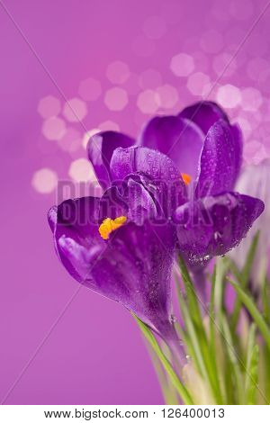 Beautiful purple crocus flowers on a purple background with bokeh