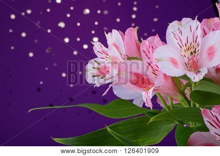 Beautiful delicate bouquet of flowers alstroemeria on a purple background with bokeh