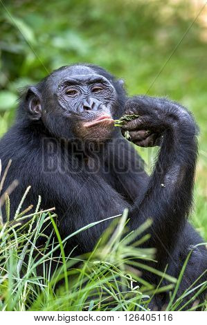 The Close Up Portrait Of Bonobo (pan Paniscus) On The Green Natural Background.
