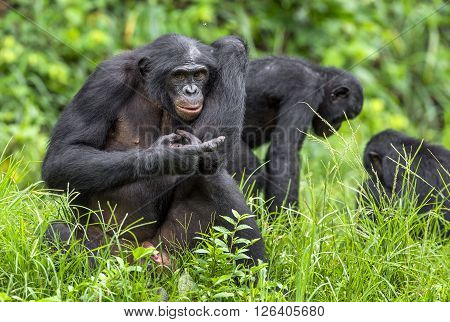Bonobos (pan Paniscus) On Green Natural Background.
