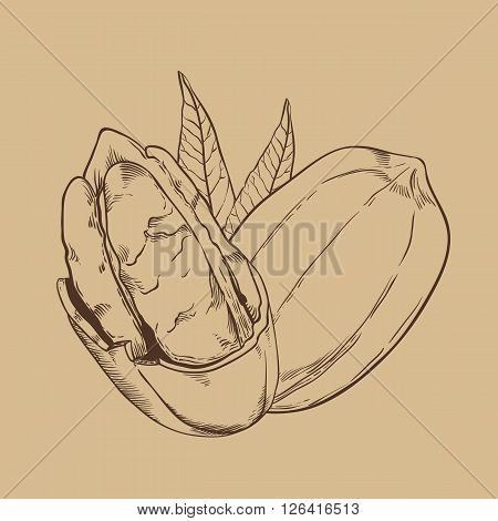Pecan bitmap isolated on brown background. Pecan seeds. Engraved bitmap illustration of leaves and nuts of Pecan. Pecan in vintage style.