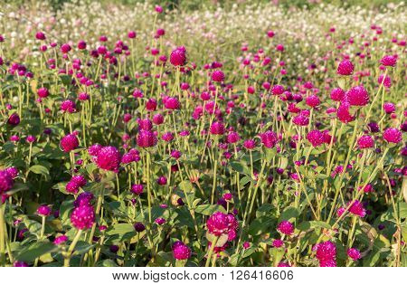 Globe amaranth (Gomphrena globosa ) flower at sunset