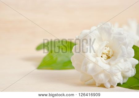 Jasmine (Other names are Jasminum Melati Jessamine Oleaceae) flower isolated on wooden board