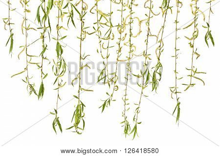 Young branches of willow with catkins on a white background.
Several sprigs of spring willow catkins. Spring.
