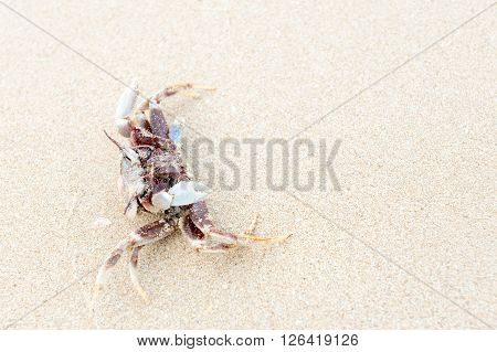 dead shore crab upside down on the sand copy space.