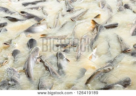 fish in the canal pangasius catfish striped snakehead fish.