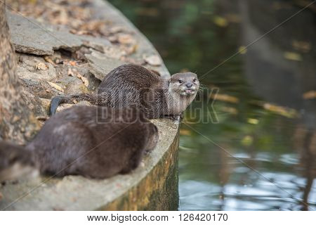 A pair of asian small clawed otters