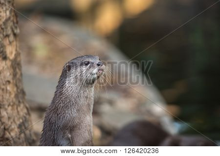 Group of brown asian small clawed otters