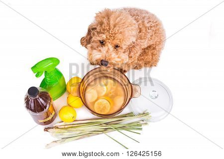 Apple Cider Vinegar, Lemon,  Lemongrass Effective Flea Repellent Home Formula