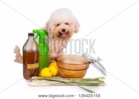 Apple Cider Vinegar, Lemon,  Lemongrass Effective Flea Repellent Home Formula