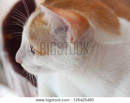 Close Up Portrait Of Cute Big Eyes Cat